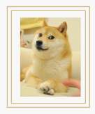 Own The Doge logo